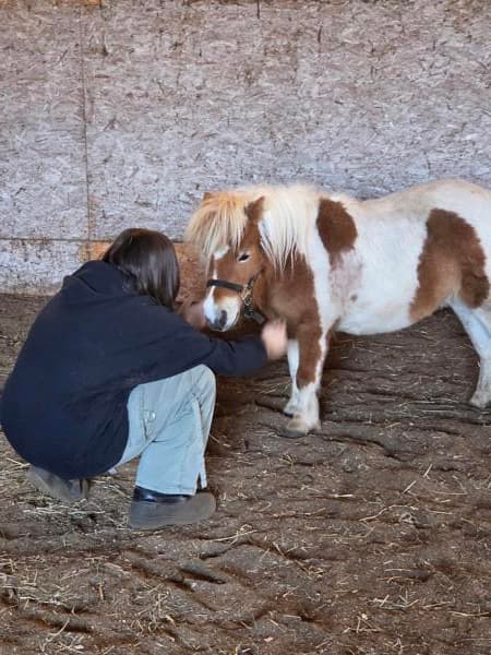 Healing Hearts With Horses LLC